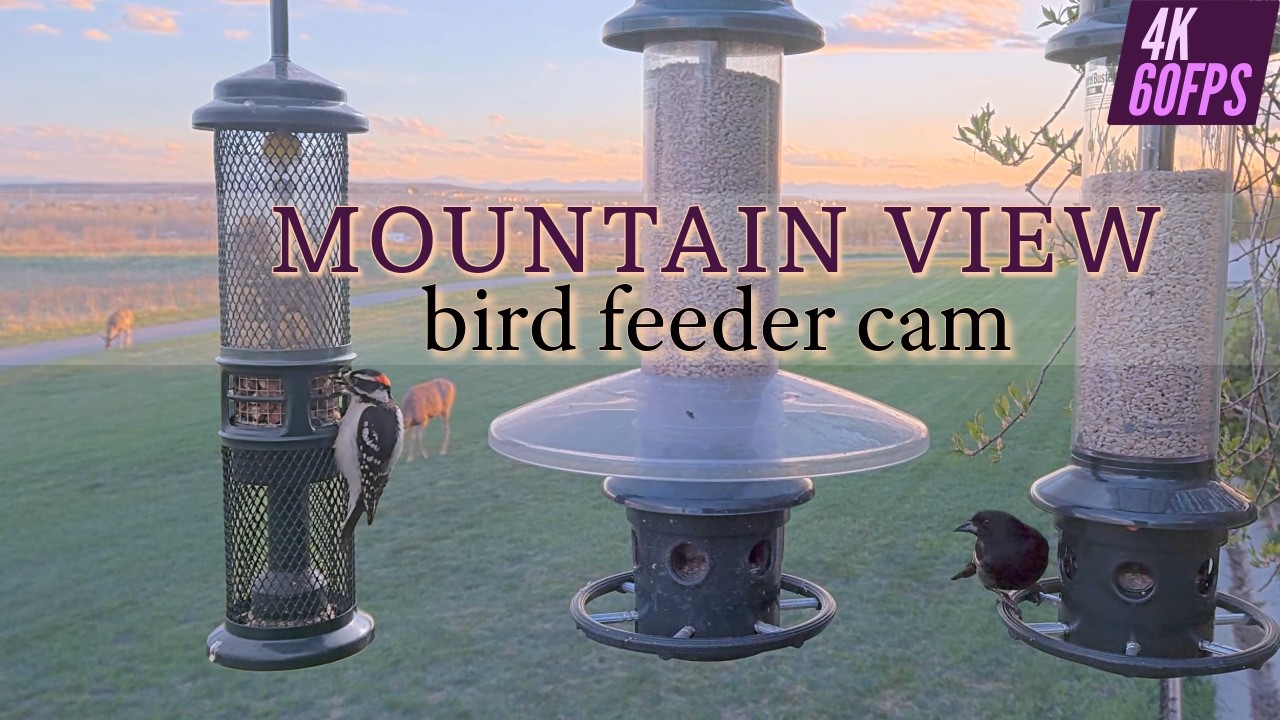 Live webcam view of Mountain View Bird Feeder Cam