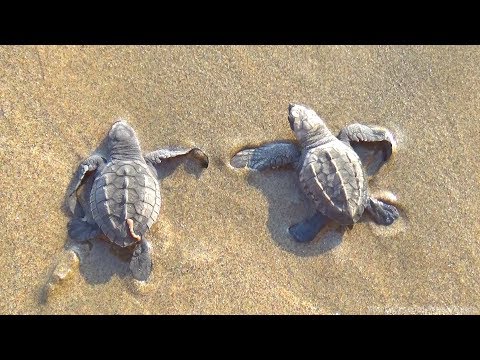 TORTUGAS MARINAS | LIBERACIÓN EN LA PLAYA | EN EL MAR
