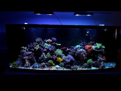 175 Gallon Reef Tank