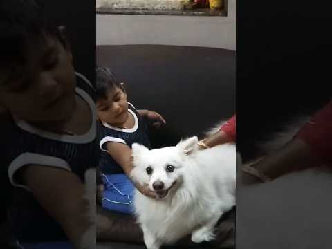 Rudruttan  @ 1.5 years || Maharashtra || Rudraksh Jayakumar || #shortvideo #pets #shorts #short