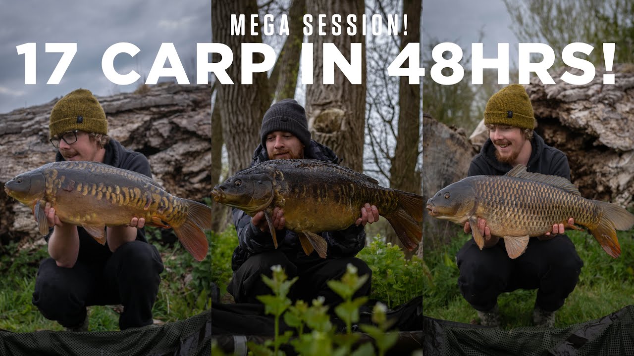 Carpology’s Luke and Curly on Welham