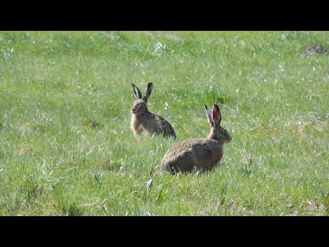 Zające na łące 2021