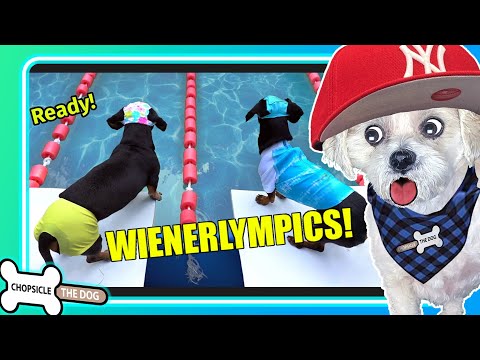 The Wienerlympics! All Events! Cute & Funny Wiener Dog Olympics Reaction By Chopsicle The Dog