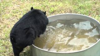 Rescued alongside Simon who died – moon bear Sam is living for two