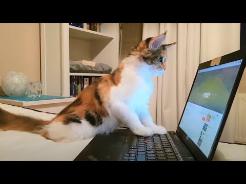 Maine Coon Cat: Kitten To Adulthood Time Laps