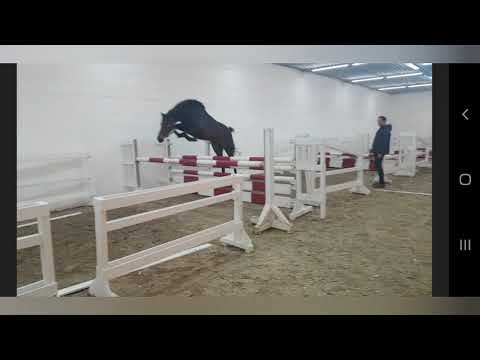 OLDENBURG 2018 HENGST A LA CARTE/ABKE/COPACABANA/CONTINUS GRANNUS