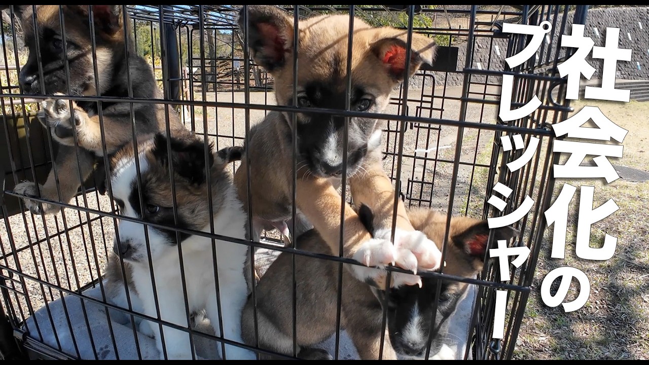 野犬の子犬4匹を預かった私、プレッシャーと向き合う3週目