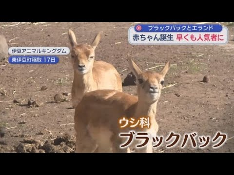 YouTube Video 静岡県の伊豆で動物の赤ちゃんが相次いで誕生　東伊豆町・伊豆アニマルキングダム＆伊東市・伊豆シャボテン動物公園