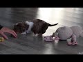 Dachshund dogs for sale: Jake - Video 1