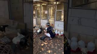 Download lagu Seleksi indukan mp3