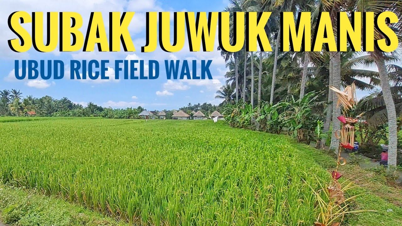Embark on a walking tour of Subak Juwuk Manis Rice Trail.