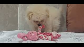 ハーフ犬の動画01