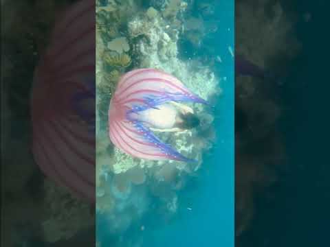 mermaid🧜‍♀️♀️ # trending # aesthetic # reels # video