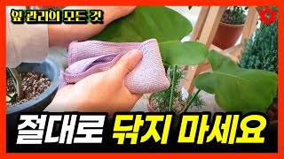 겨울철 필수, 이것만 해도 식물 잎이 매년 파릇파릇 살아나요ㅣ식물 물때 제거하는 진짜 방법ㅣ잎 뒷면 닦으면 …