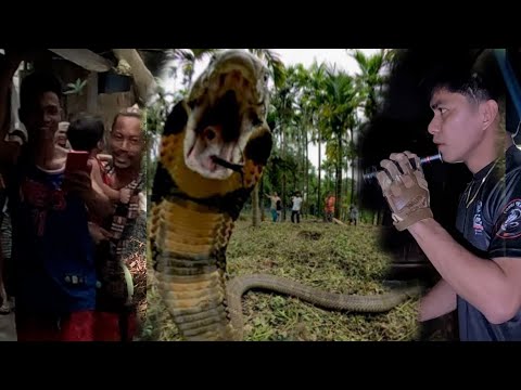 MATATAPANG NA KING COBRA SA PANGASINAN