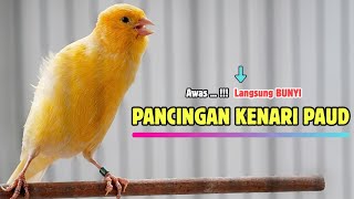 Download lagu Suara PANCINGAN Kenari PAUD Belajar Bunyi Ngeriwik Kenari GACOR Panjang || Masteran Kenari Paud mp3 Download lagu Suara PANCINGAN Kenari PAUD Belajar Bunyi Ngeriwik Kenari GACOR Panjang || Masteran Kenari Paud mp3