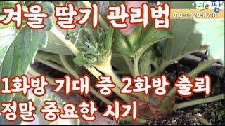 겨울철 딸기 관리 방법 1화방 비대 그리고 2화방 출뢰 중!! 그리고 온도 관리 !! 이거 한번이면 기본은 …