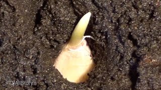 Как выращивать чеснок на подоконнике зимой - Видео онлайн