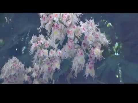 whitearmor (waterdrops)