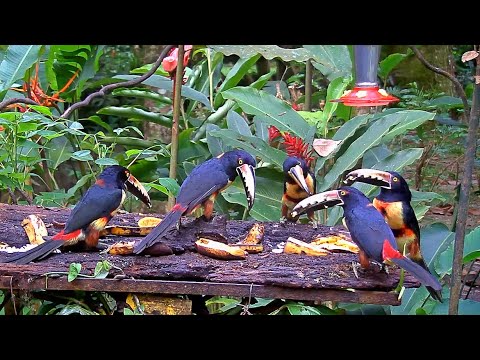 A Very Aracari Afternoon On The Panama Fruit Feeder – Oct. 8, 2020