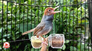 Download lagu Prenjak jantan memanggil betina bikin prenjak lain ikutan nyaut mp3 Download lagu Prenjak jantan memanggil betina bikin prenjak lain ikutan nyaut mp3