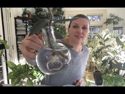 download lagu mp3 mp4 Iresine, download lagu Iresine gratis, unduh video klip Iresine