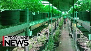 How to Have a Legal Cannabusiness in California | MERRY JANE News