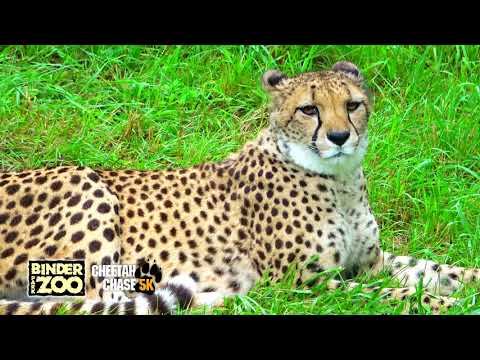 Binder Park Zoo | 0:30 TV Commercial | 5K Cheetah Chase | Battle Creek, Michigan
