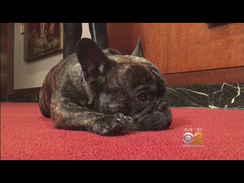 download lagu mp3 mp4 New York Breed, download mp3 New York Breed free downloadn, video klip New York Breed