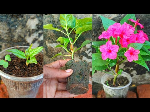 How to grow any flower by a new Idea #viralvideo