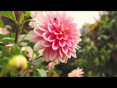 Videos from Refined Landscapes