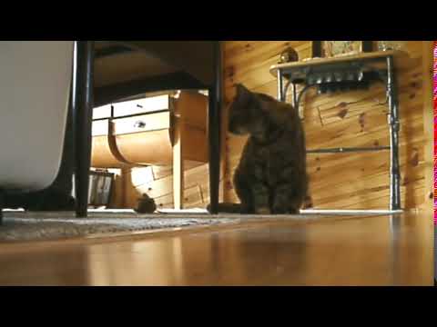 Uivar | Sons produzidos por Gatos | GATARIA