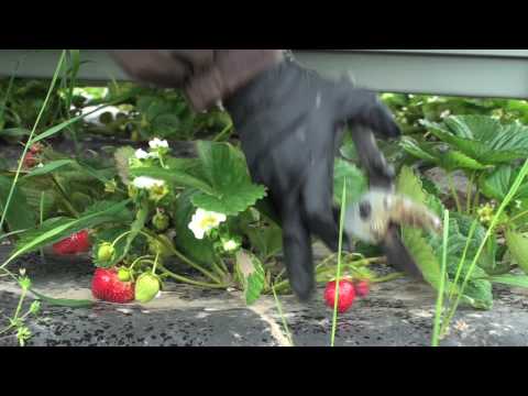 download lagu mp3 mp4 Growing Strawberries In Alaska, download lagu Growing Strawberries In Alaska gratis, unduh video klip Growing Strawberries In Alaska