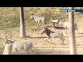 San Diego Zoo S Baby Zebra Star Attraction Newborn Zebra Named Tanu Charms Visitors In California