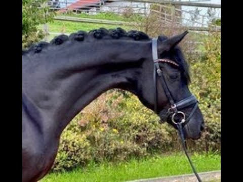 SOLD 2016 black gelding by BON COEUR www.sporthorses-online.com