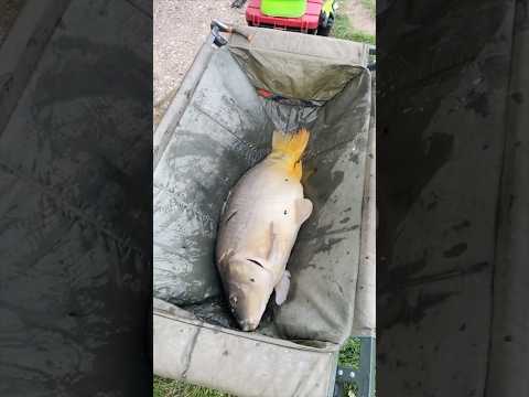 Big Carp Surprise – 9 kg Far Out, 13 kg Right at the Bank!