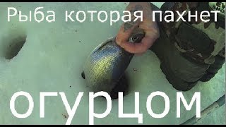 На что и как ловят сига