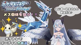 【ポケモンBDSP】 イーブイの色違いが欲しい🦇　ポケモンダイパリメイク💠 【魔天使ぺトラ】