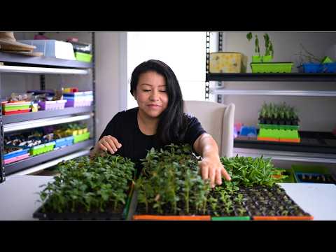 How to pinch & propagate SNAPDRAGONS easy!