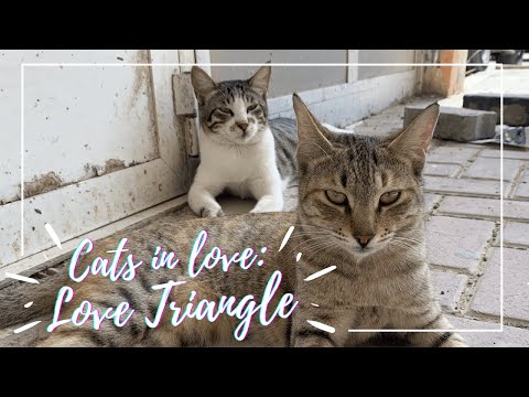 Cats in love: Love Triangle  (cats mating)