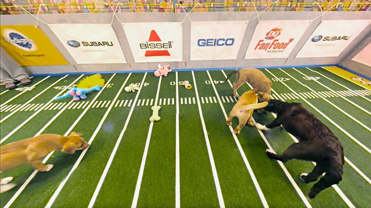 Highlight Reel | Puppy Bowl XII (360 Video) - YouTube