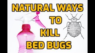 Natural Ways To Kill Bed Bugs (7 DIY Methods)