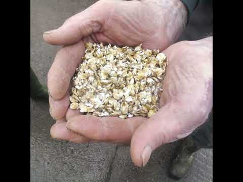 Rolled Oats - Image 2