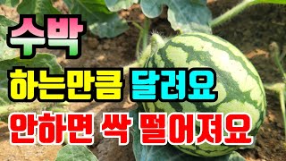 낮엔 꽃이 잎을 다물어요.새벽에 수박꽃을 따야해요 /수박 손자순은 계속 잘라줘요