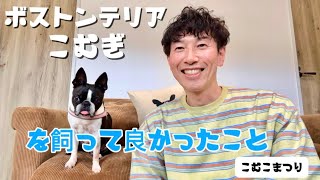 ボストンテリアこむぎを飼って良かったこと 【こむこまつり】