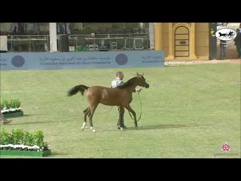 N 108 HAMED SARM   PSAIAHF 2022   Yearling Colts Class 4B