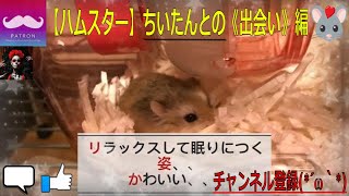 【ハムスター】ちいたんとの《出会い》編 hamsters Love 4k