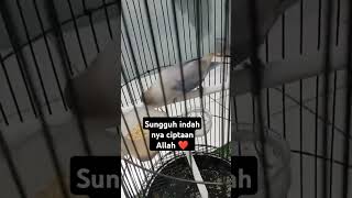 Download lagu Lovebird ngekek gaya unik mp3