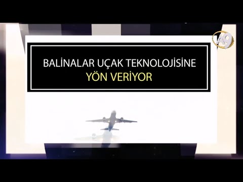 Doğadan Keşfe - Balinalar Uçak Teknolojisine Yön Veriyor