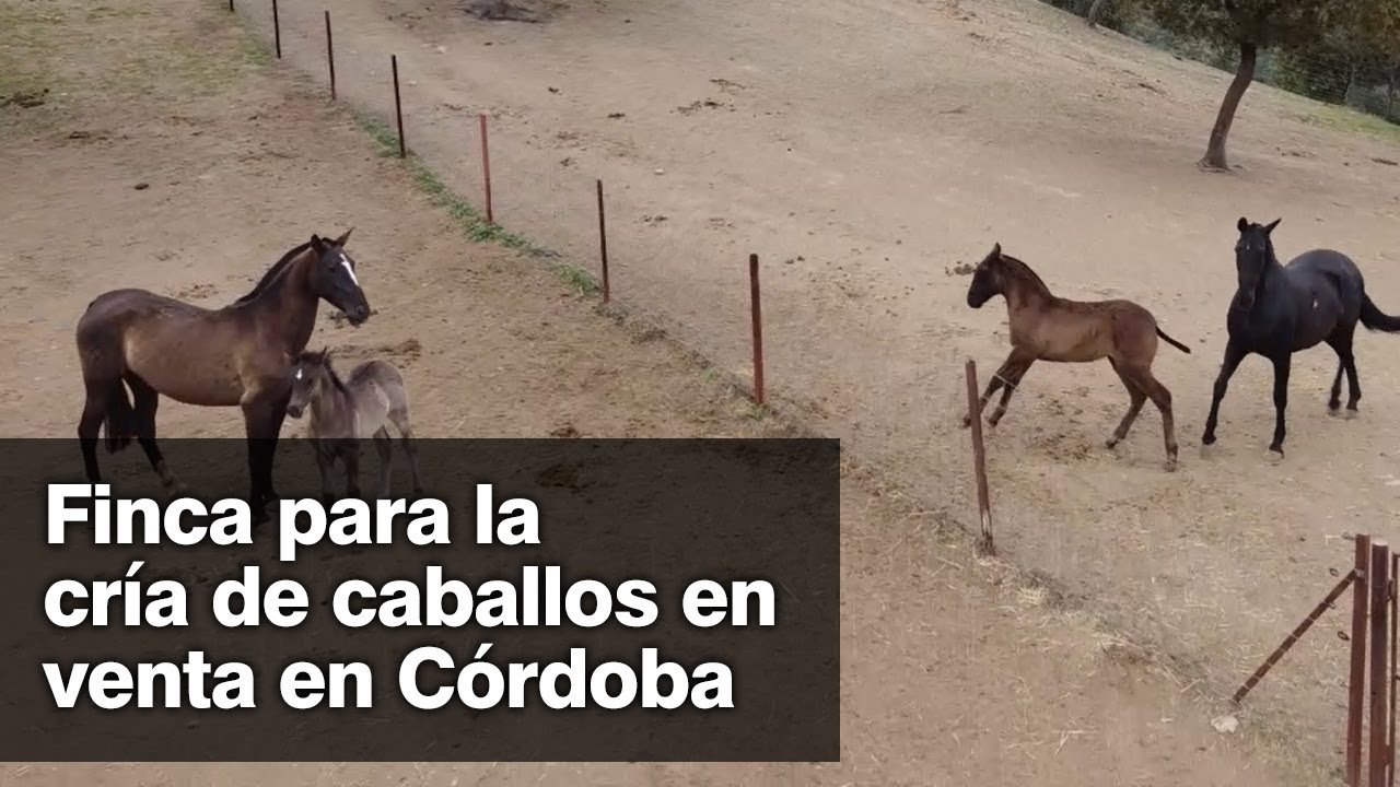 Buhaira Consulting #2531 Finca para cría de caballos en Córdoba